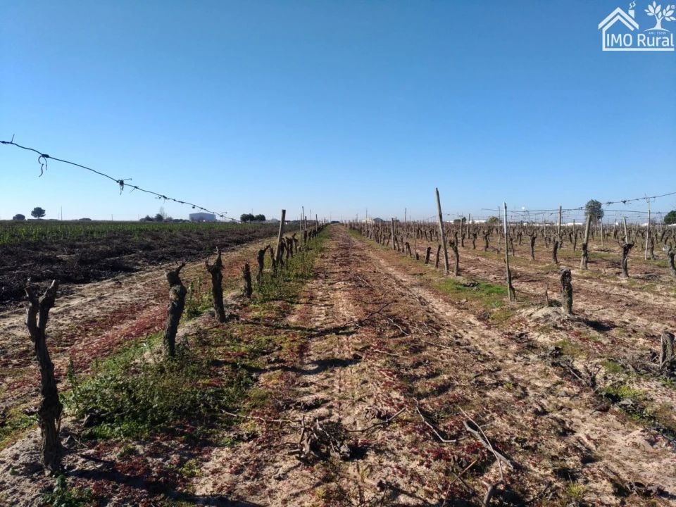 Terreno para Venda em Benfica do Ribatejo Foto 20