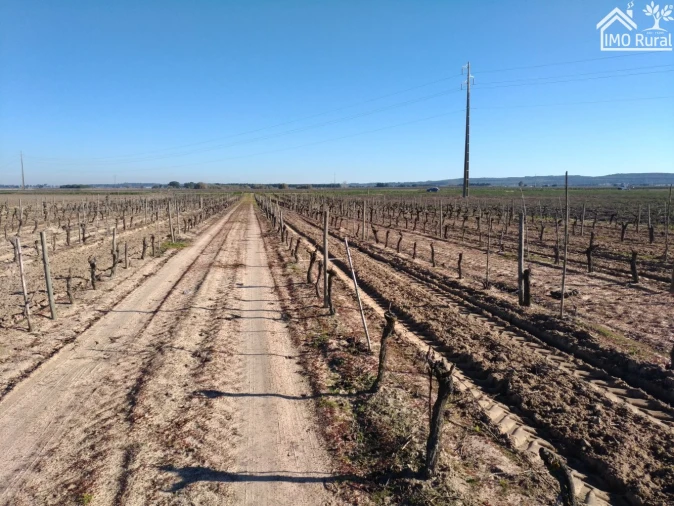 Terreno para Venda em Benfica do Ribatejo Foto 16