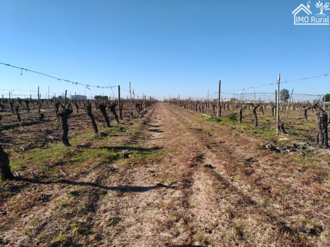 Terreno para Venda em Benfica do Ribatejo Foto 8