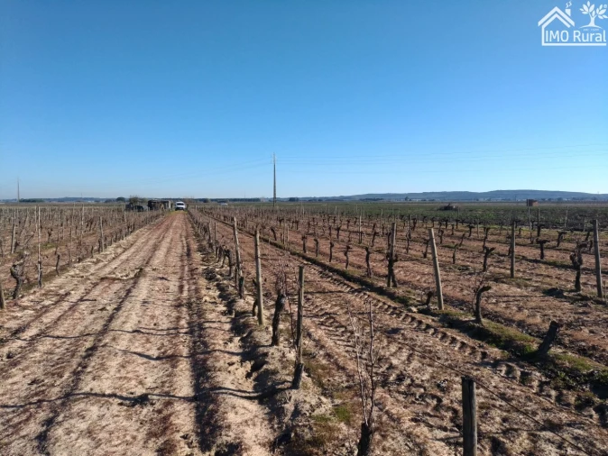 Terreno para Venda em Benfica do Ribatejo Foto 2