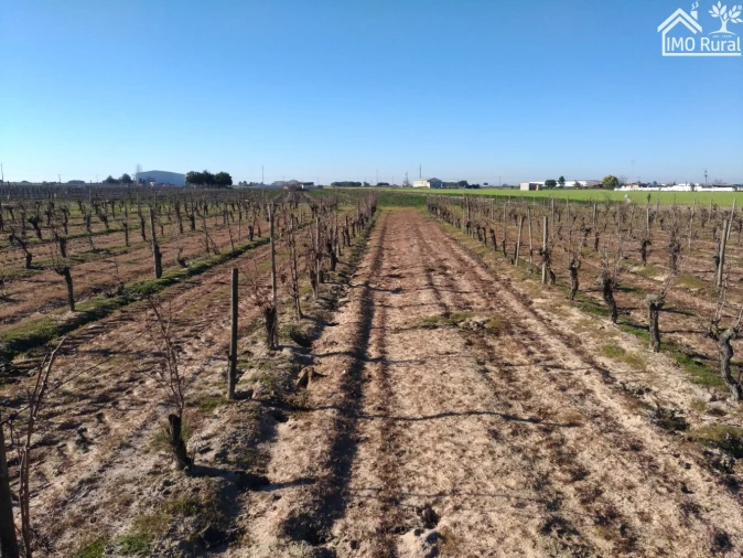 Terreno para Venda em Benfica do Ribatejo Foto 1