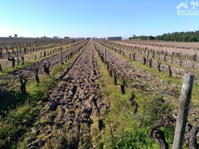 Terreno para Venda em Benfica do Ribatejo Foto 21
