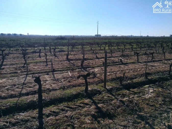 Terreno para Venda em Benfica do Ribatejo Foto 6
