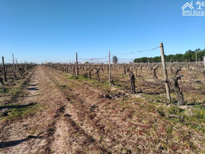 Terreno para Venda em Benfica do Ribatejo Foto 7