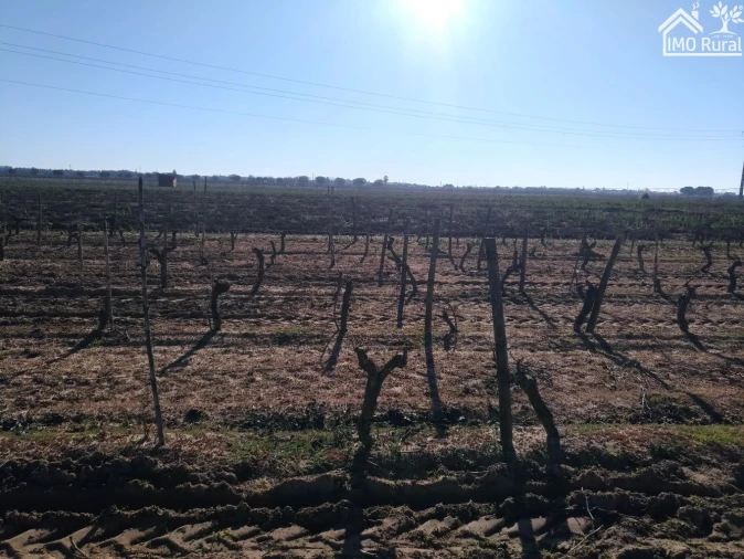 Terreno para Venda em Benfica do Ribatejo Foto 18