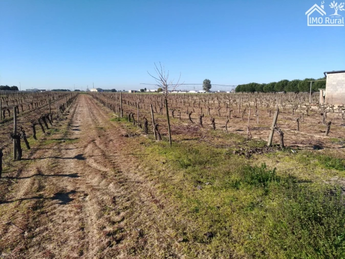 Terreno para Venda em Benfica do Ribatejo Foto 5