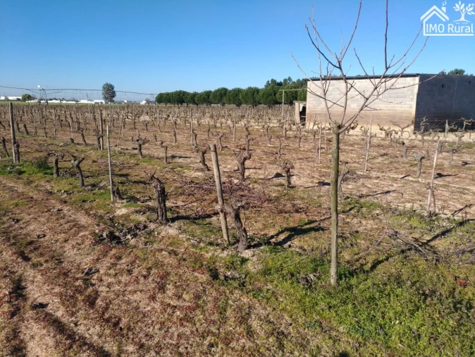 Terreno para Venda em Benfica do Ribatejo Foto 3