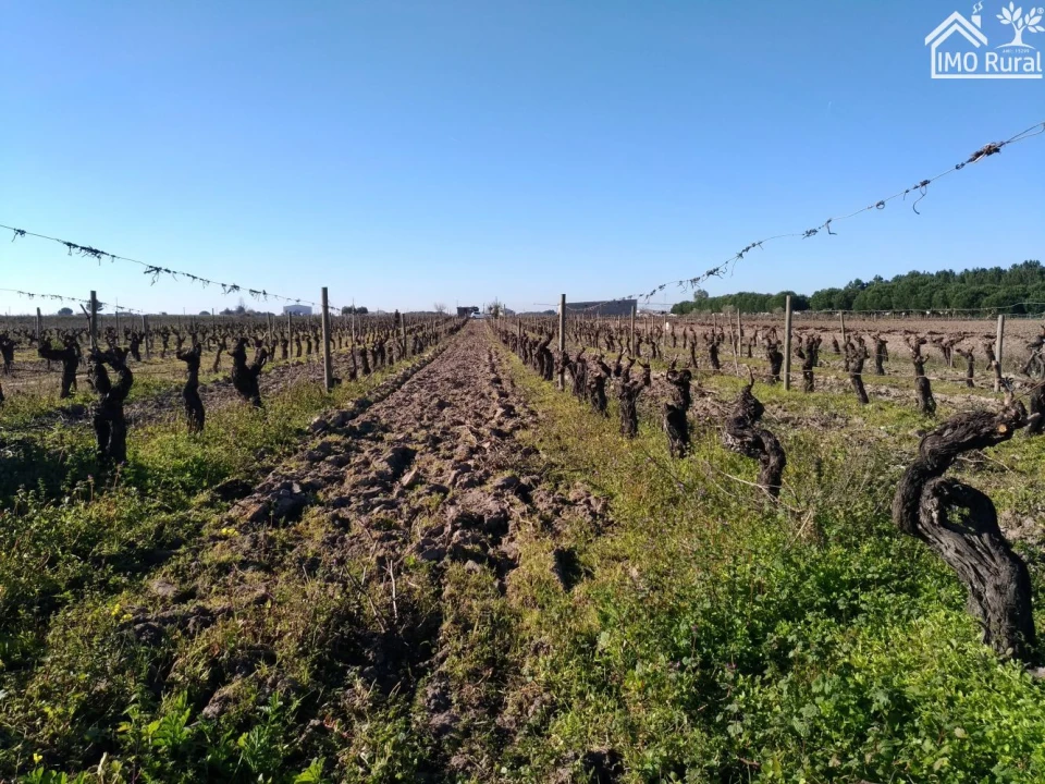 Terreno para Venda em Benfica do Ribatejo Foto 22