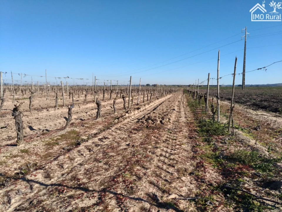 Terreno para Venda em Benfica do Ribatejo Foto 19