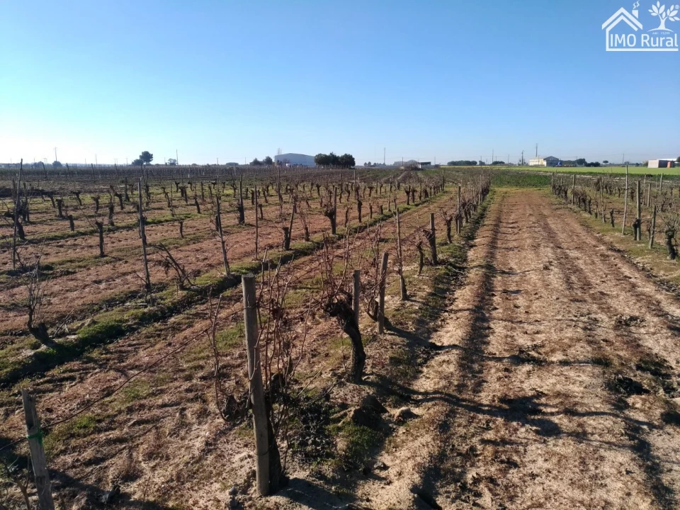 Terreno para Venda em Benfica do Ribatejo Foto 10