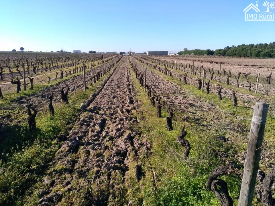 Terreno para Venda em Benfica do Ribatejo Foto 21