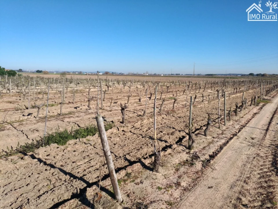 Terreno para Venda em Benfica do Ribatejo Foto 14
