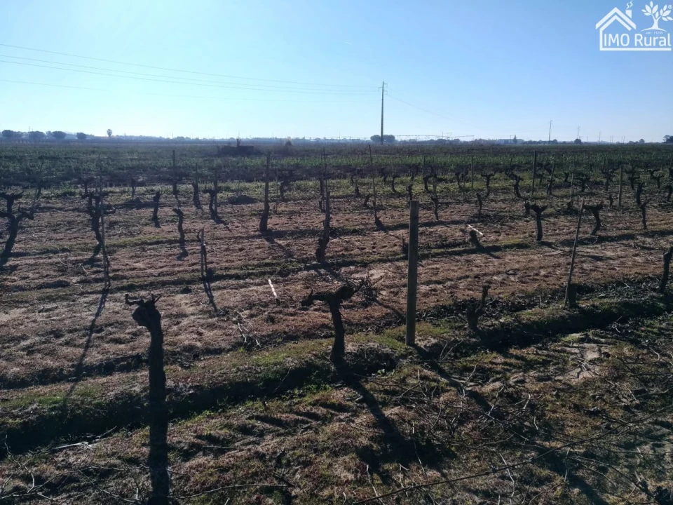 Terreno para Venda em Benfica do Ribatejo Foto 6