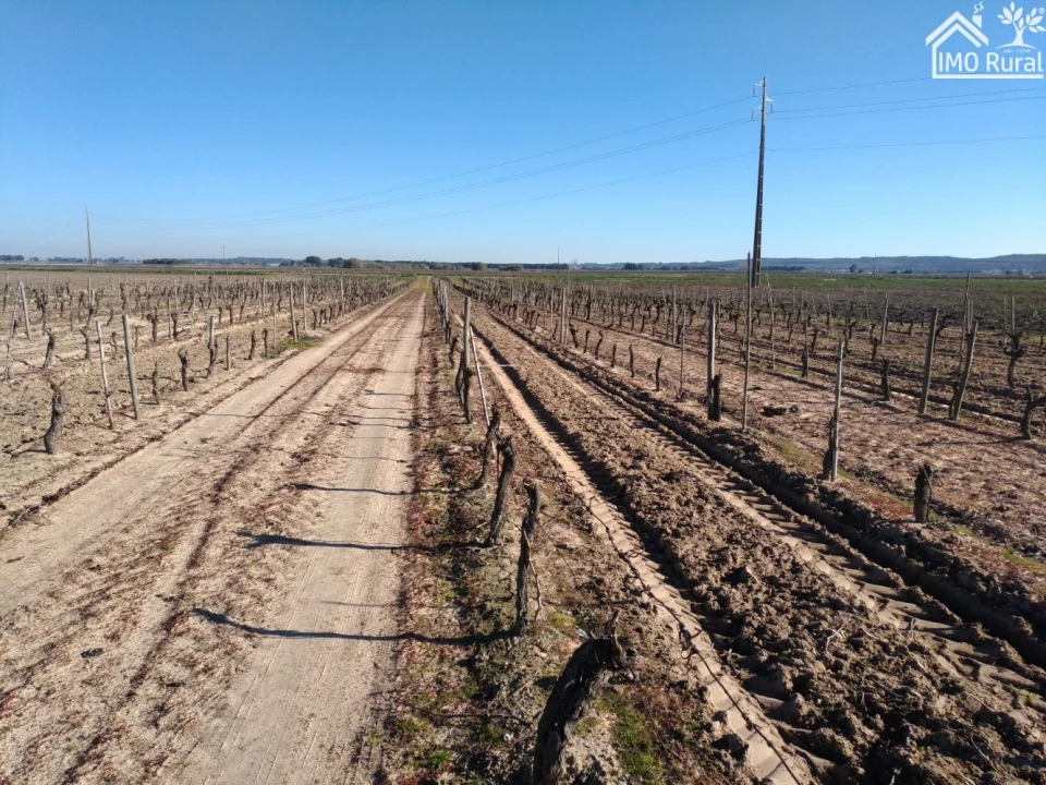 Terreno para Venda em Benfica do Ribatejo Foto 13