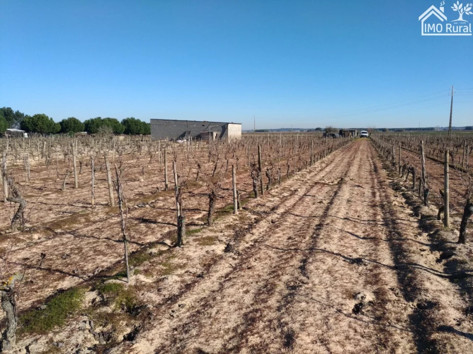Terreno para Venda em Benfica do Ribatejo Foto 9