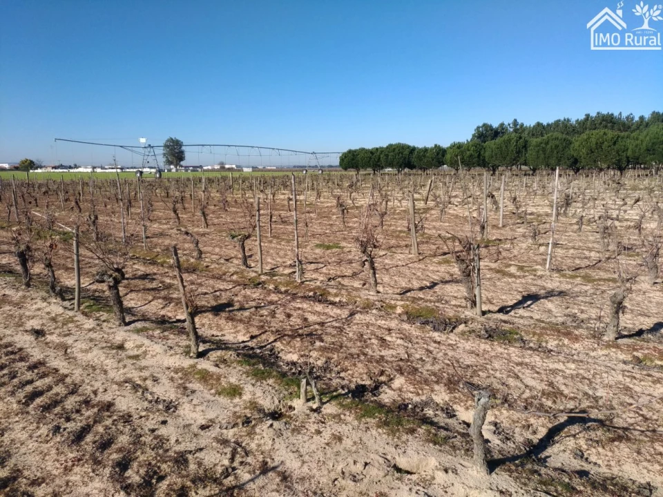 Terreno para Venda em Benfica do Ribatejo Foto 12