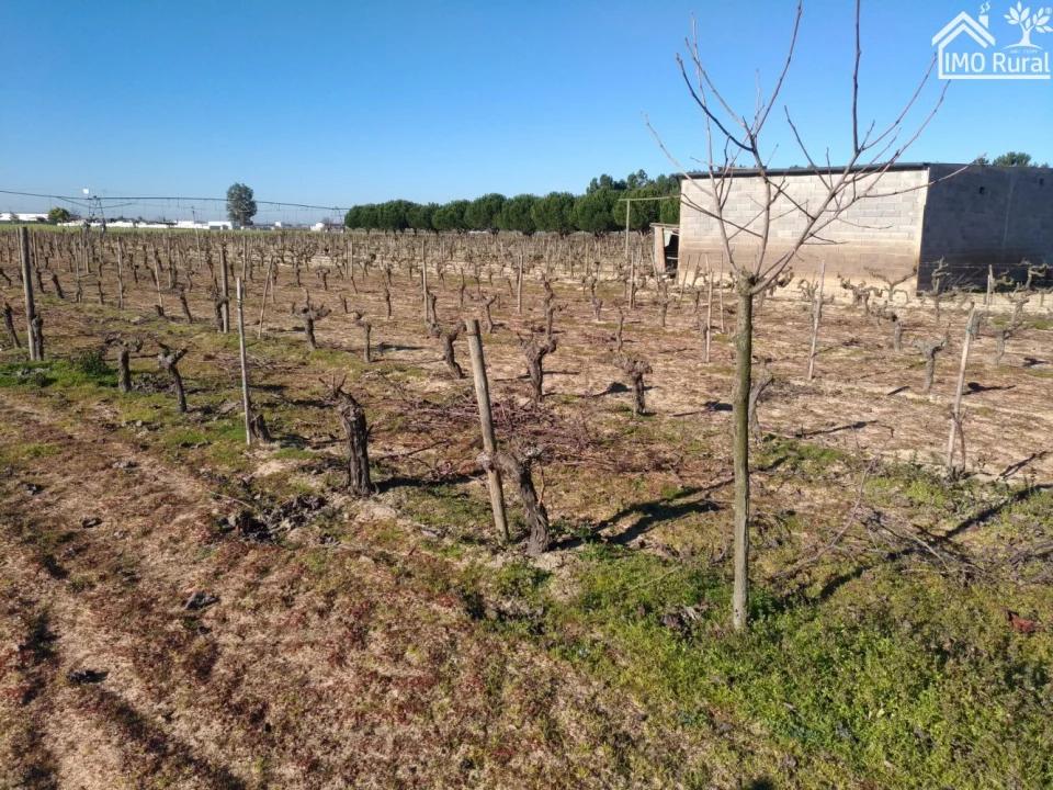 Terreno para Venda em Benfica do Ribatejo Foto 3