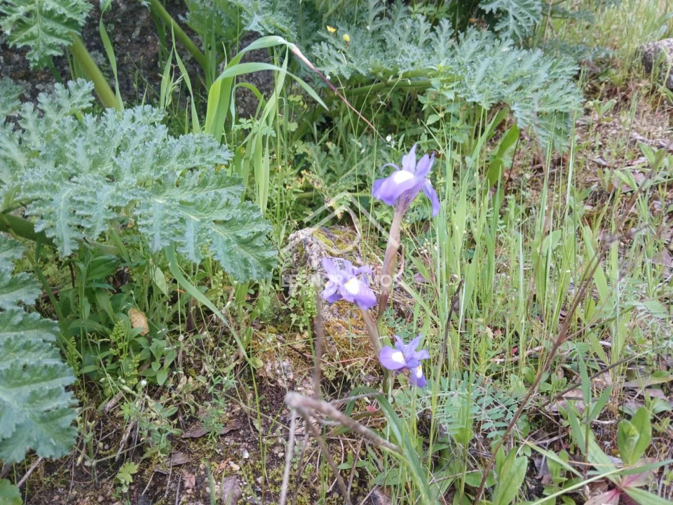 Terreno para Venda em Zebreira e Segura Foto 25