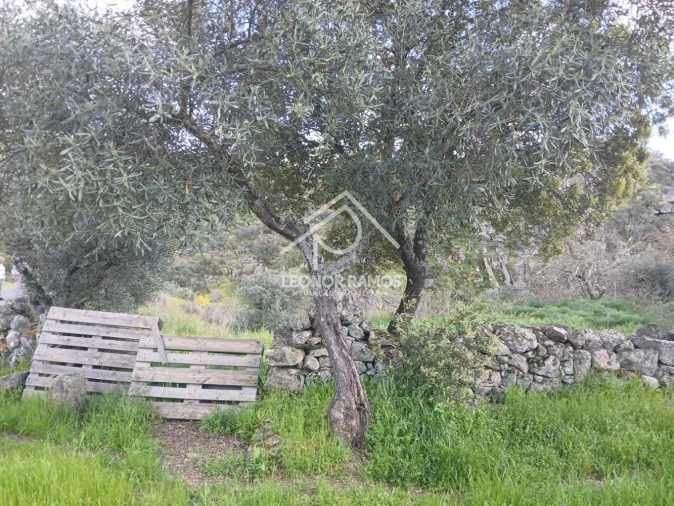 Terreno para Venda em Zebreira e Segura Foto 12