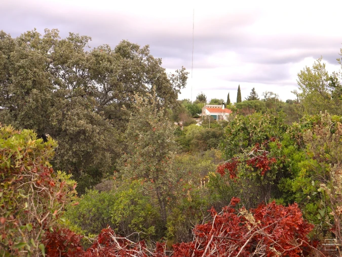 Terreno para Venda em Loule (São Sebastião) Foto 14