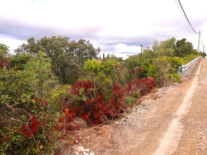 Terreno para Venda em Loule (São Sebastião) Foto 13
