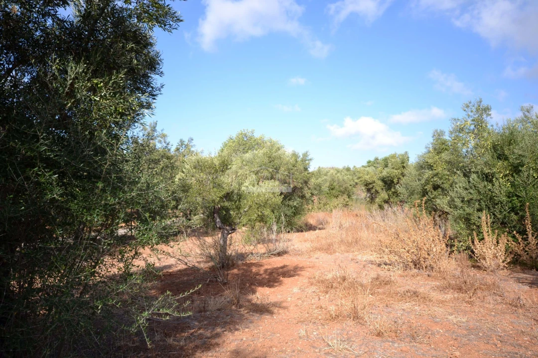 Terreno para Venda em Loule (São Clemente) Foto 10
