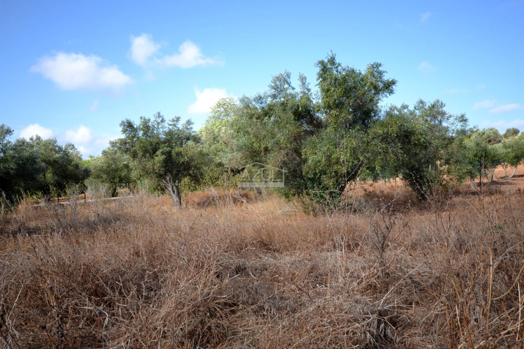 Terreno para Venda em Loule (São Clemente) Foto 12