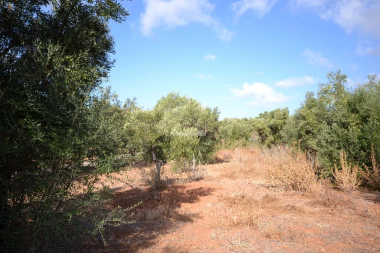 Terreno para Venda em Loule (São Clemente) Foto 10