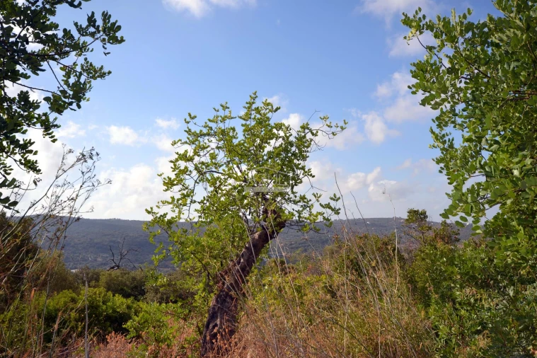 Terreno para Venda em Loule (São Clemente) Foto 7