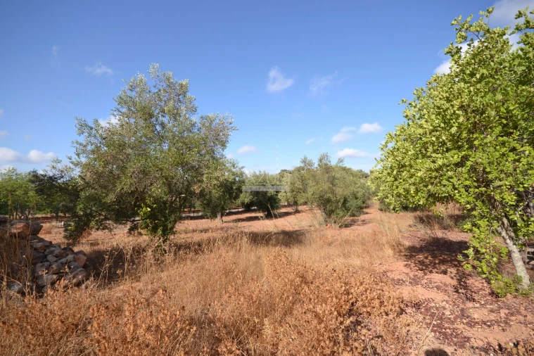 Terreno para Venda em Loule (São Clemente) Foto 14