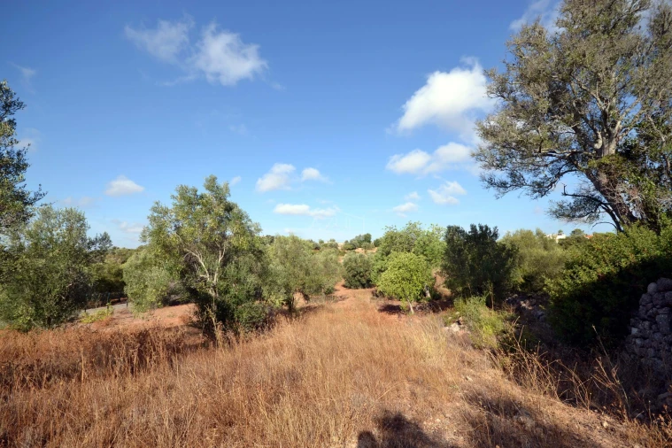 Terreno para Venda em Loule (São Clemente) Foto 17
