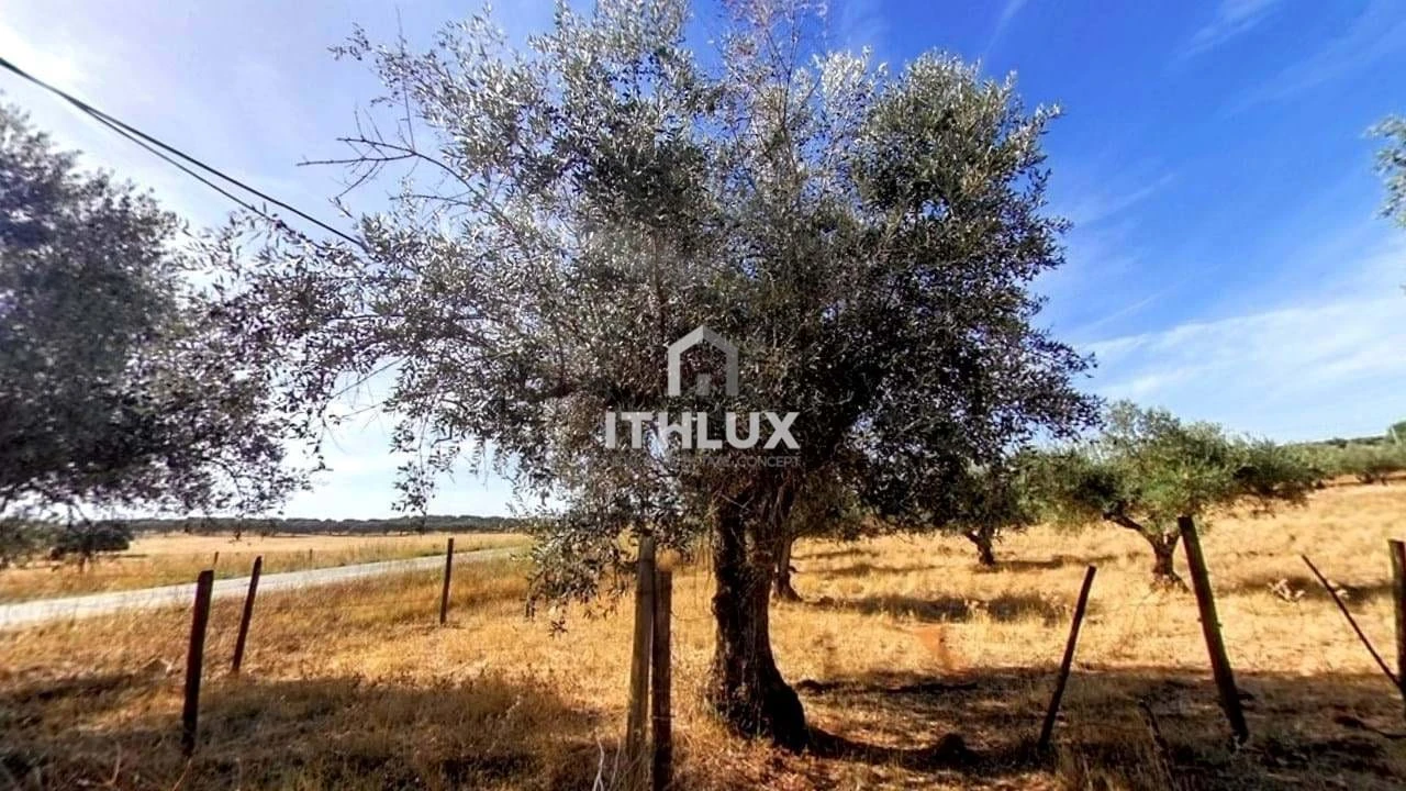 Moradia T2 para Venda em São Bras e São Lourenço Foto 6