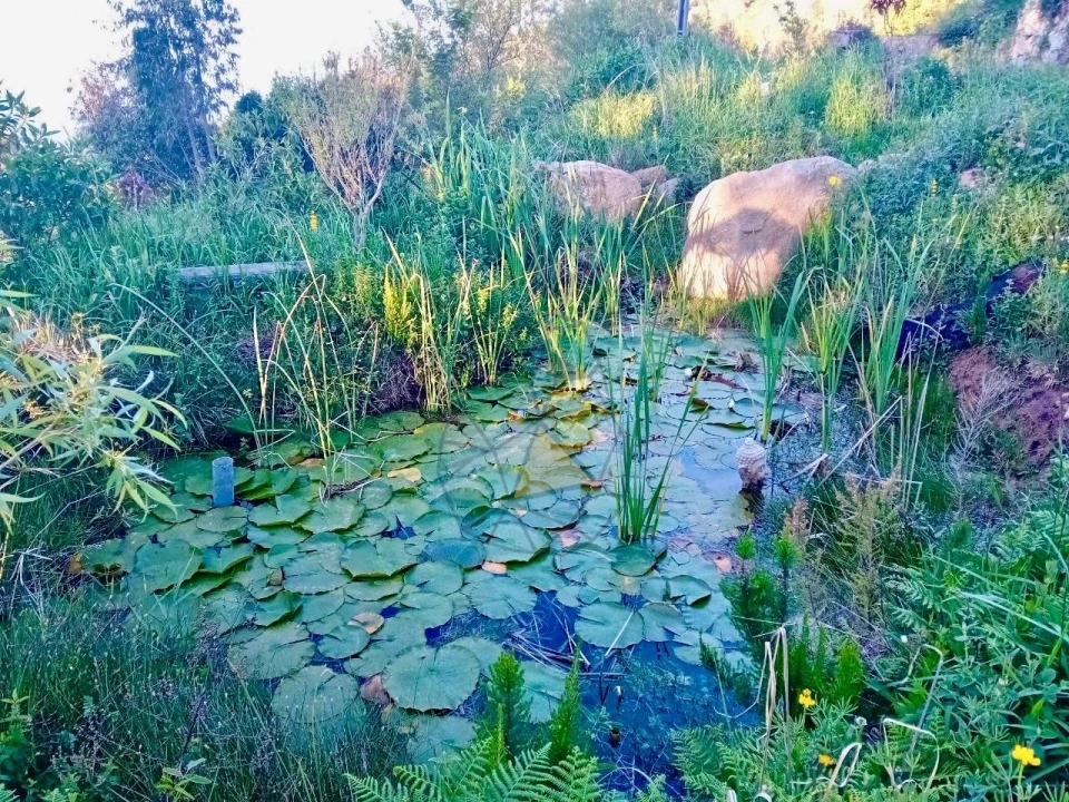 Quinta T2 para Venda em Monchique Foto 45