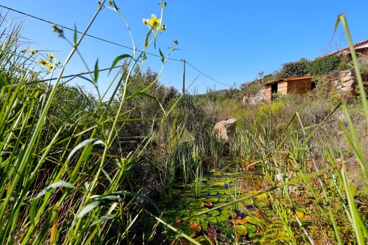 Quinta T2 para Venda em Monchique Foto 61