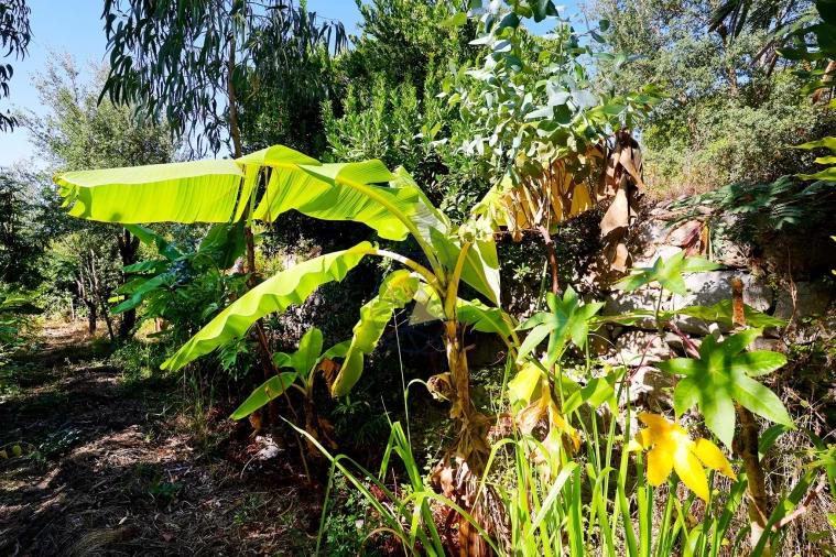 Quinta T2 para Venda em Monchique Foto 47