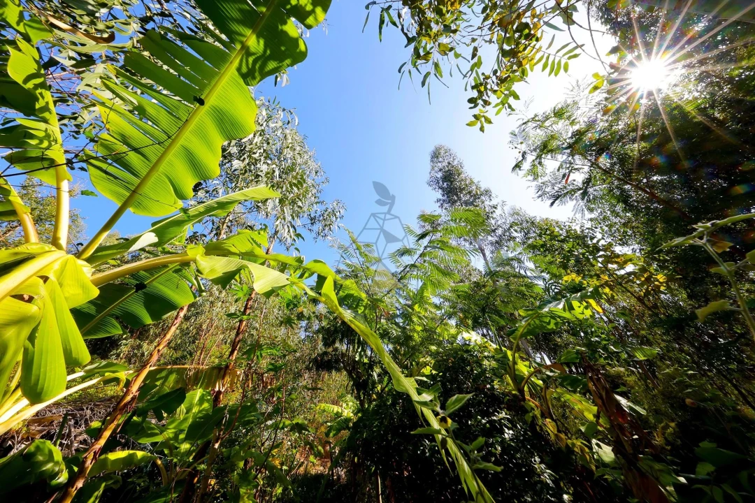 Quinta T2 para Venda em Monchique Foto 48