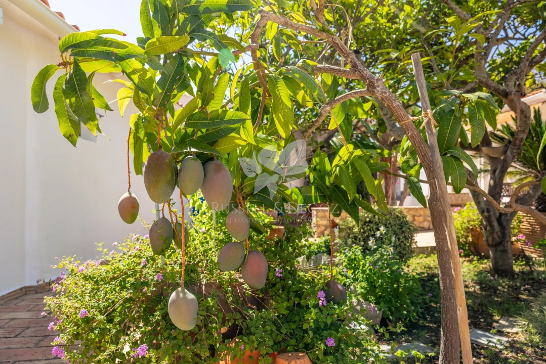 Quinta T4 para Venda em São Brás de Alportel Foto 11