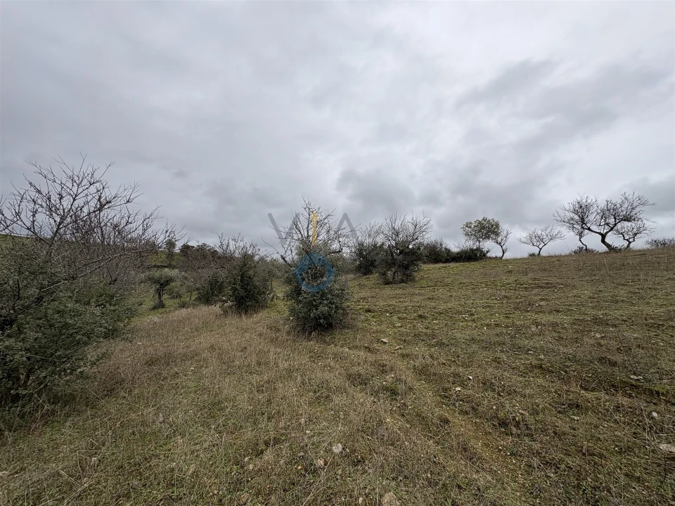 Terreno Agricola ou Rústico para Venda em Alfandega da Fe Foto 3