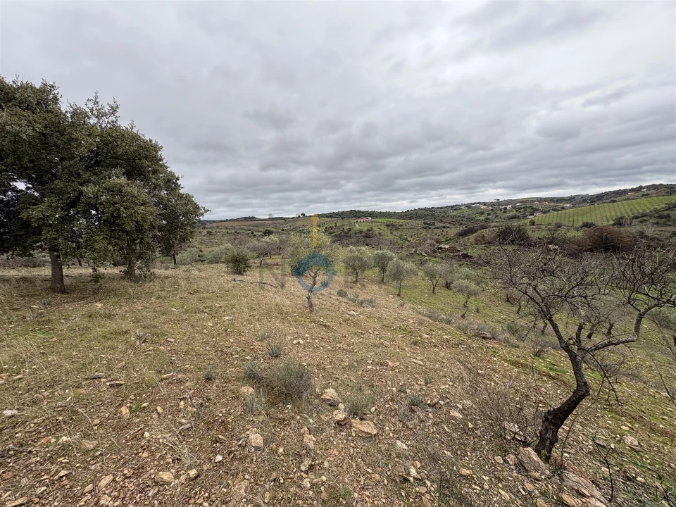 Terreno Agricola ou Rústico para Venda em Alfandega da Fe Foto 2