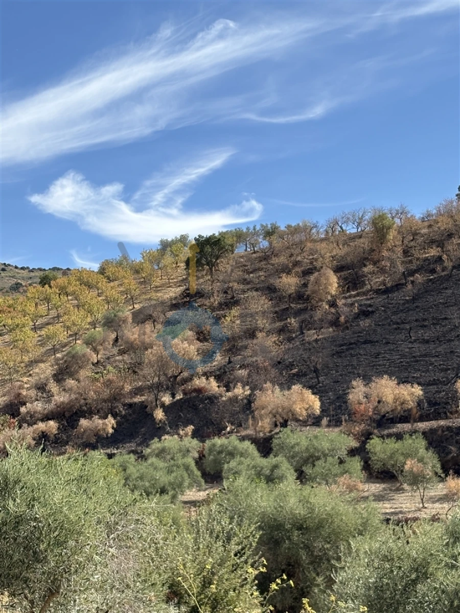 Terreno Agricola ou Rústico para Venda em Vilares de Vilariça Foto 3