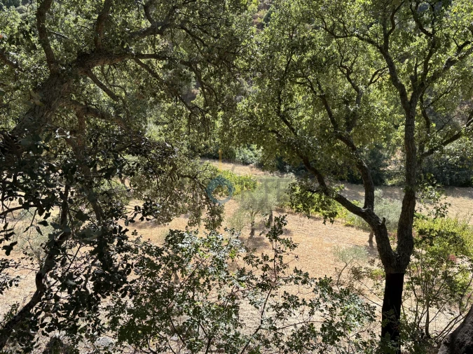 Terreno Agricola ou Rústico para Venda em Vilares de Vilariça Foto 2