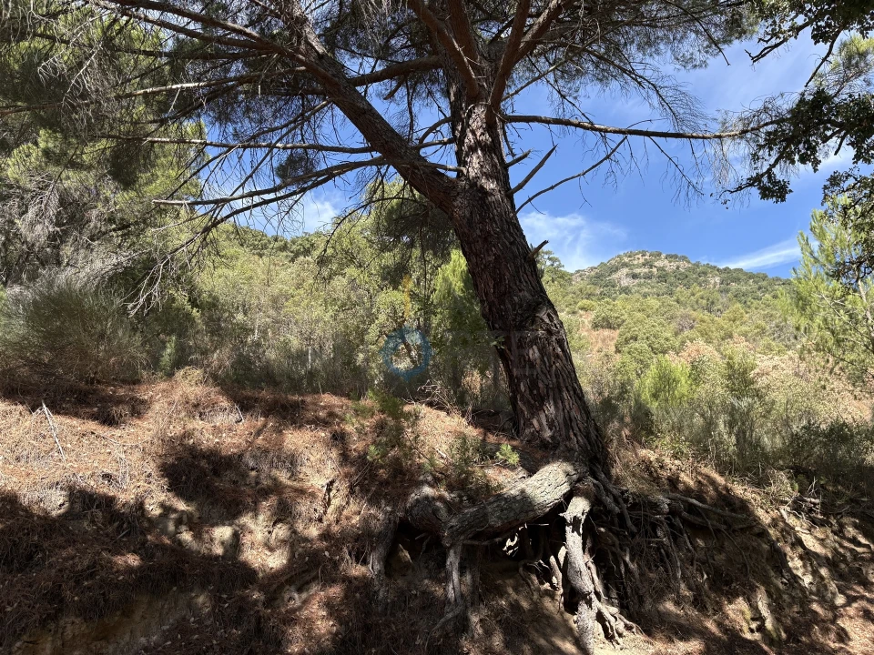 Terreno Agricola ou Rústico para Venda em Vilares de Vilariça Foto 3