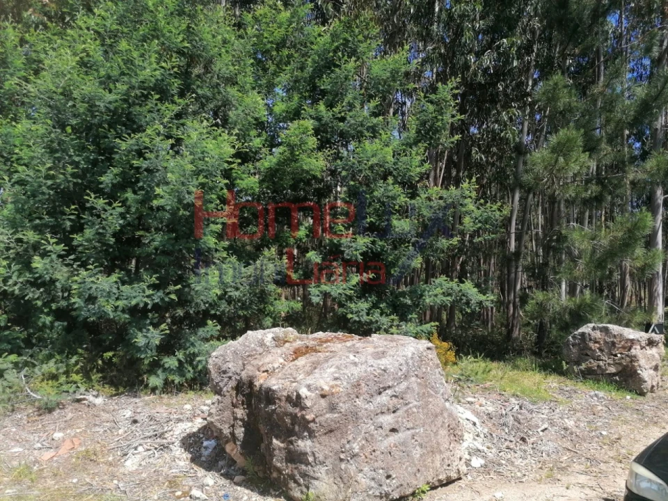Terreno Agricola ou Rústico para Venda em Águeda e Borralha Foto 3