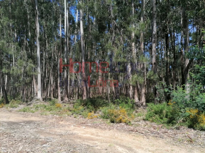 Terreno Agricola ou Rústico para Venda em Águeda e Borralha