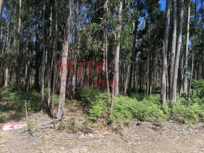 Terreno Agricola ou Rústico para Venda em Águeda e Borralha Foto 2
