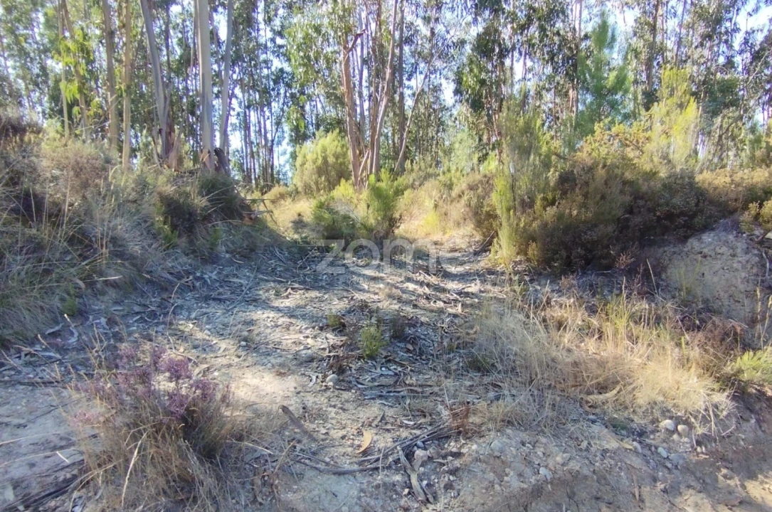 Terreno para Venda em Marrazes e Barosa Foto 8