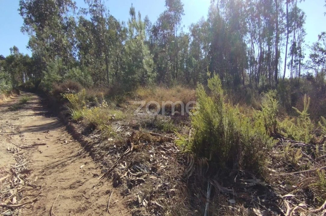 Terreno para Venda em Marrazes e Barosa Foto 7