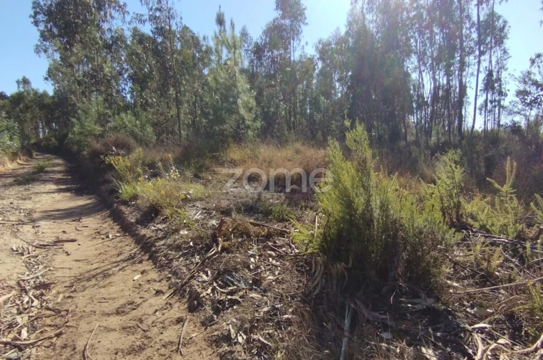 Terreno para Venda em Marrazes e Barosa Foto 7