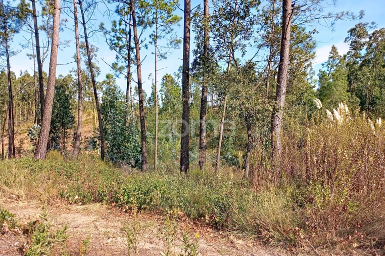 Terreno para Venda em Marrazes e Barosa Foto 2