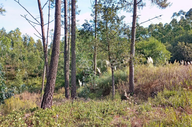 Terreno para Venda em Marrazes e Barosa Foto 4